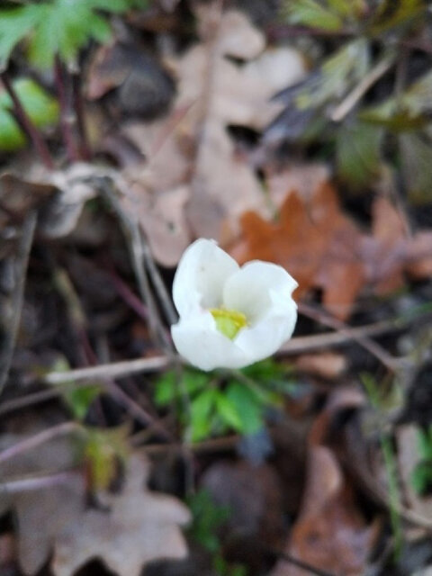    Поздней осенью в саду курянки распустились весенние анемоны