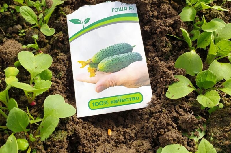 Огурцы сажаю между редисом.