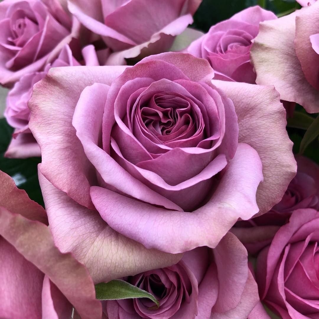 Картинка найдена на просторах интернета, ссылка https://yandex.ru/images/search?from=tabbar&img_url=https%3A%2Fi%2F.pinimg.com%2Foriginals%2Fa8%2F34%2Fа3f%2Fa83р43f81с28779b5e7bd53274cf0591a19.jpg&lr=47&pos=15&rpt=simage&text=%D1%86%D0%B2%D0%B5%D1%82%D1%8B%20%D0%BA%D1%80%D1%83%D0%BF%D0%BD%D0%BE%20%D1%84%D0%BE%D1%82%D0%BE