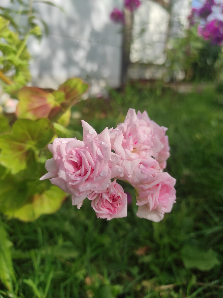 Ну прямо розы🌹