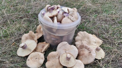 Лиловоногая рядовка попëрла, осенний сбор грибов 2023 в Крыму | Нива ...