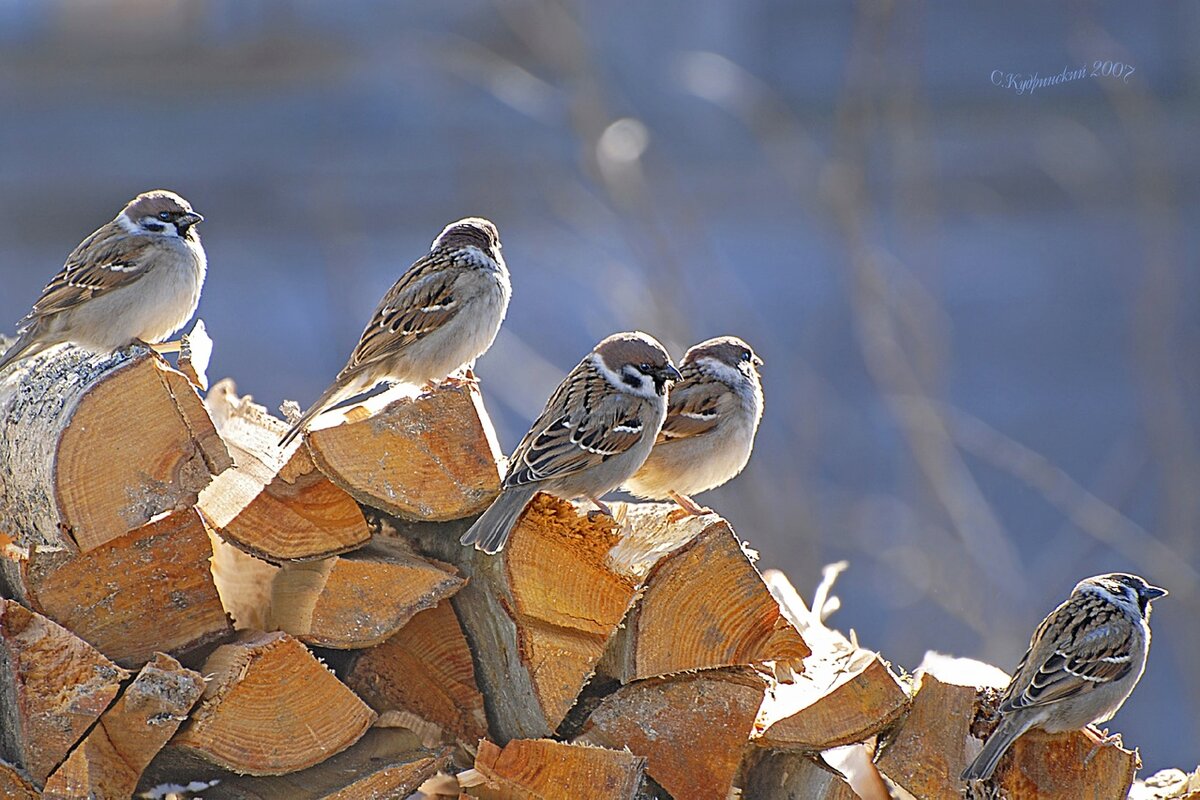 Греются на солнышке воробьи. Фото Станислава КУДРИНСКОГО.