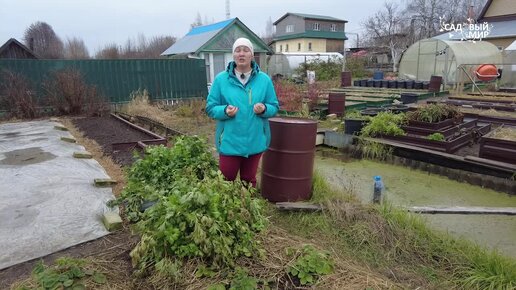 Шикарная микрозелень не выходя из дома. Как правильно прорастить горох и другую лучшую микрозелень