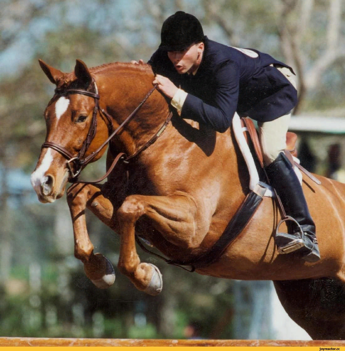 Жук наездник рисса. Наездник какой. Наездник какой. Оса-наездник яйцеклад. Микрогастер неморум.