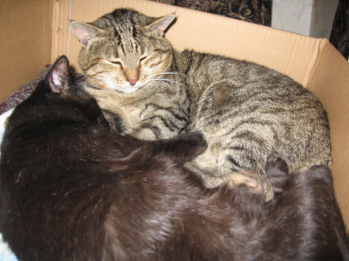 Семейство. Фотография очень старая