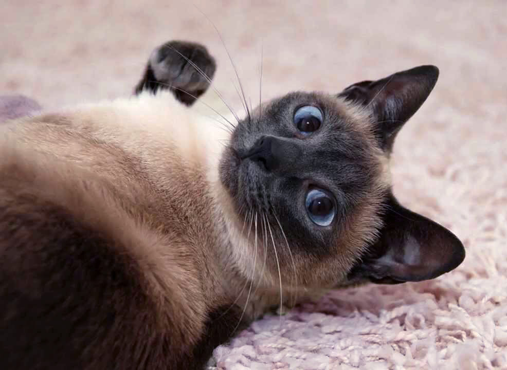 Вот такая красотка