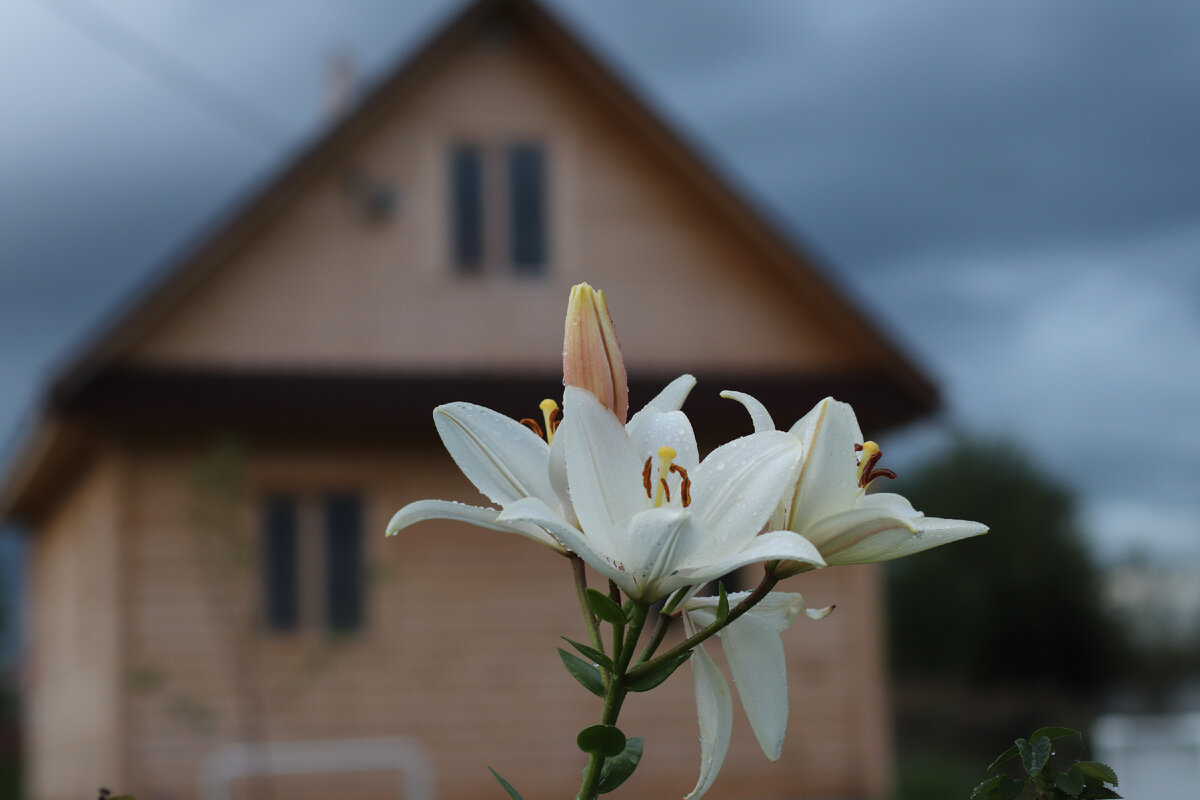 Наш дом в Ленинградской области