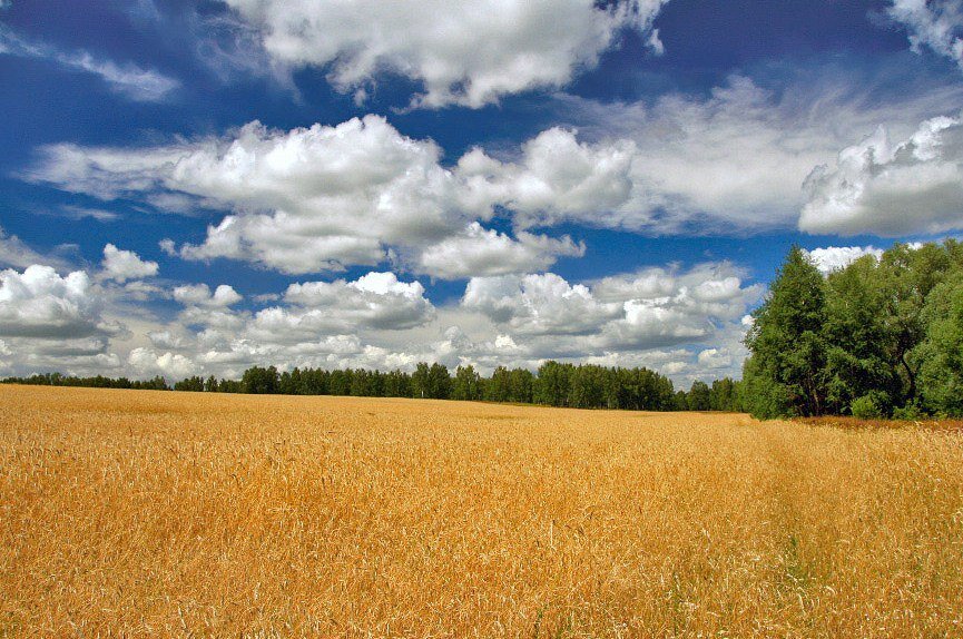 Русское поле.  Фото Яндекс.Картинки 