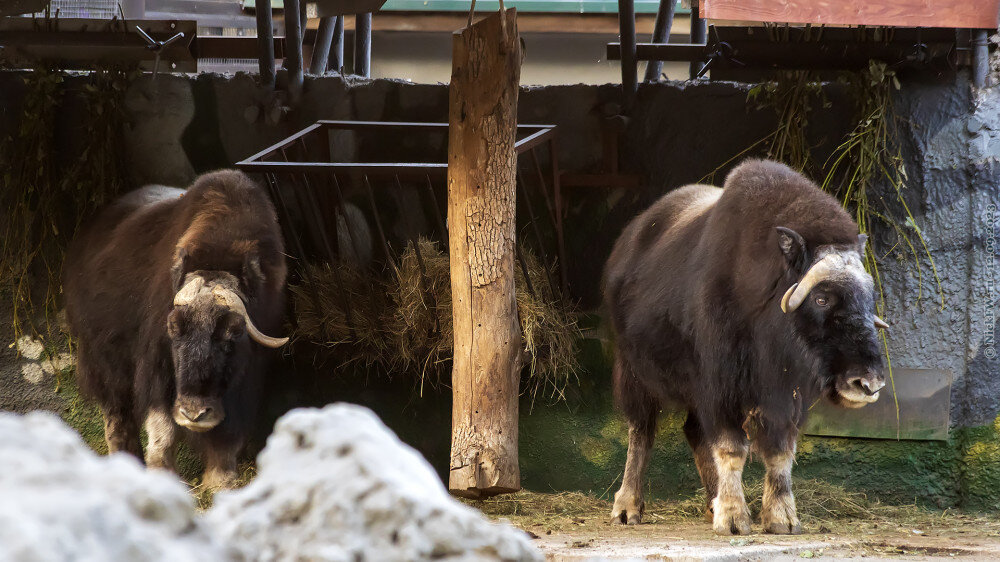 2. Овцебыки... © NickFW.ru — 12.09.2023г.