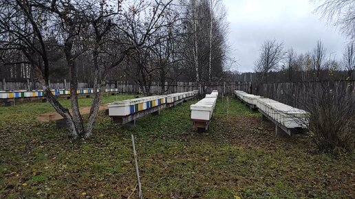 Зимовка будущих пчелопакетов в восмирамочных ульях и запасных маток в нуклеусах типа Миниплюс.Начало.