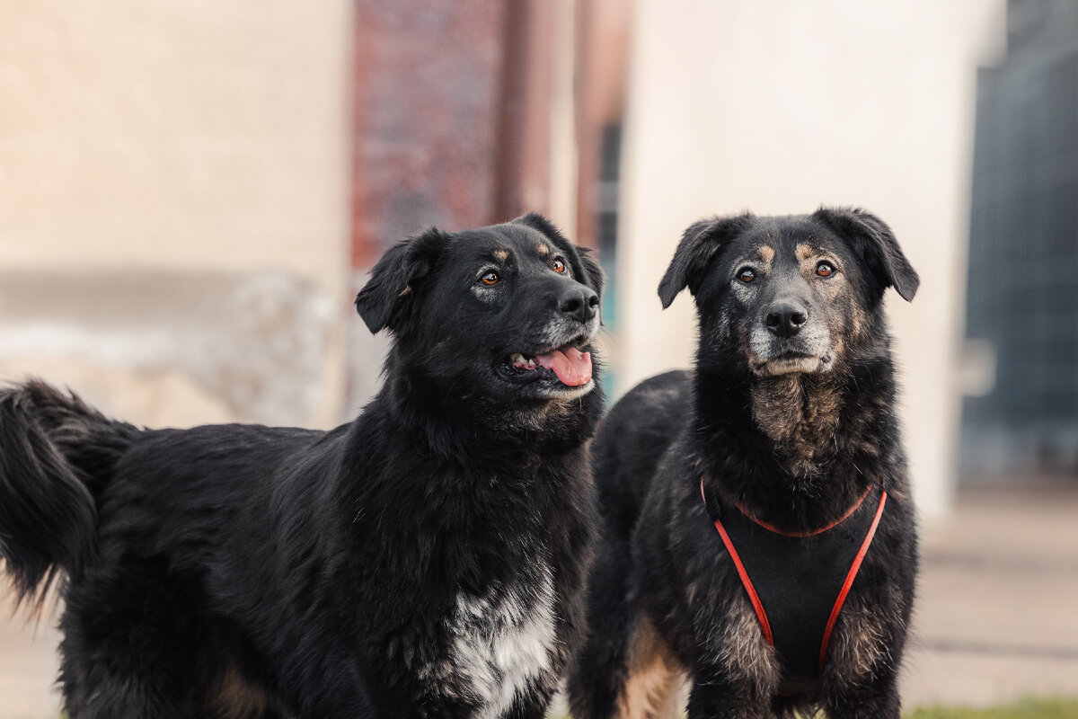 Мася и Арчи вместе: правда похожи?)