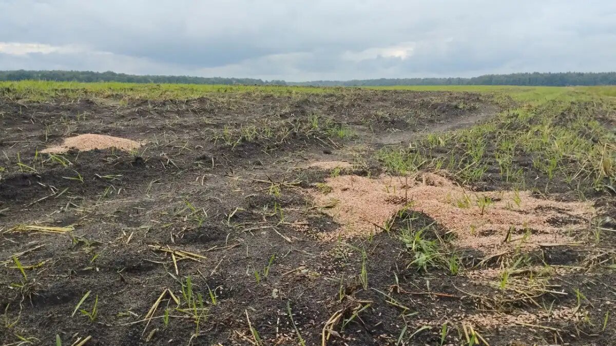 Фото:glavagronom.ru