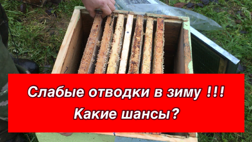 Слабые отводки в зиму!!! Какие шансы? | Kokinmed | Дзен