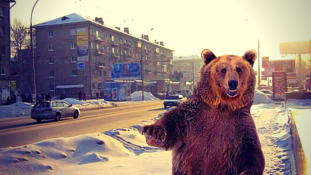 Русские медведи москва. Медведь в городе. Медведь на улице. Медведь Сибирь. Русский медведь в городе.