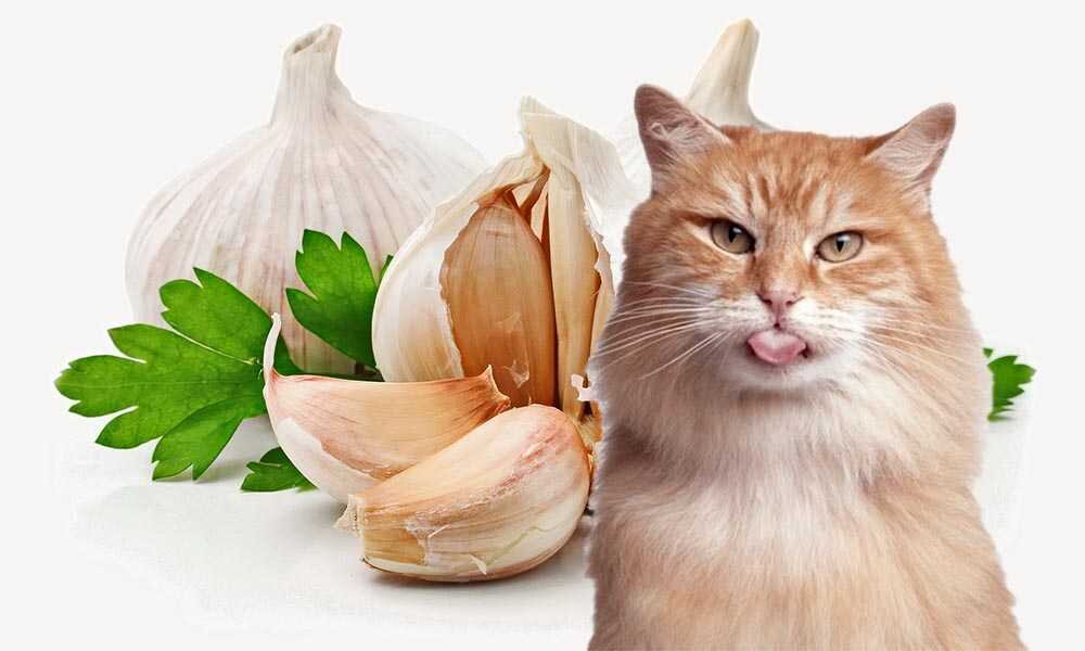 Питание кошек: полезен ли чеснок?