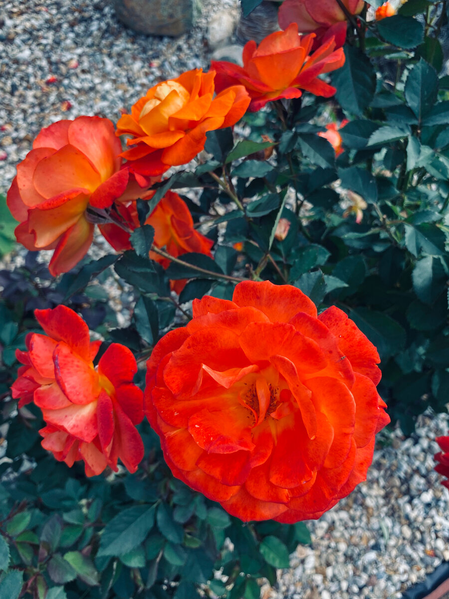 Открытие года для меня. Флорибунда Супер Трупер. Цвела все лето, это фото сделано в конце сентября. Для нее это будет первая зимовка.