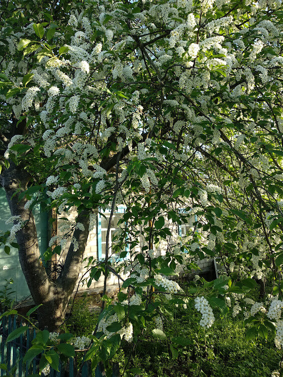 Домик моего детства