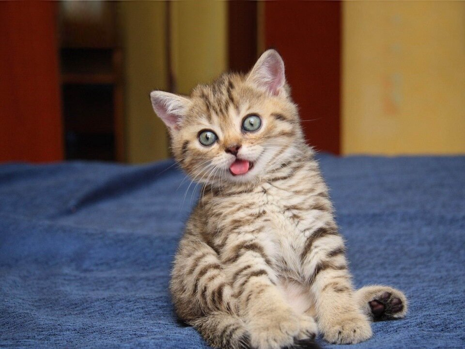 Смешной котенок