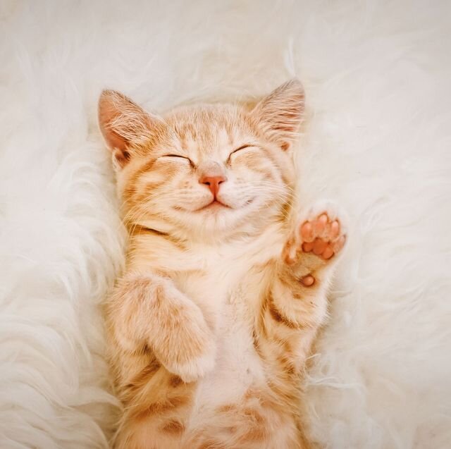 Рыжий котик