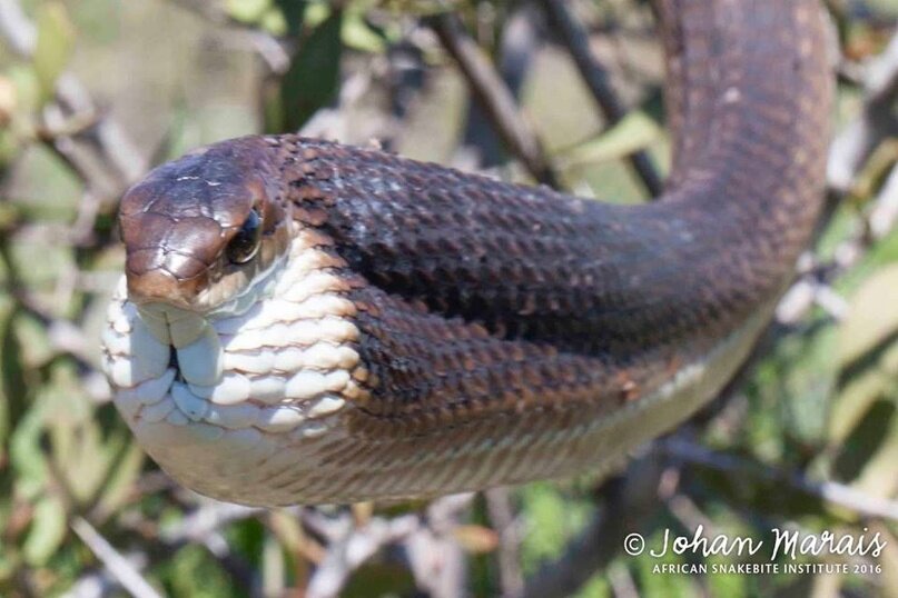 Dispholidus typus typus