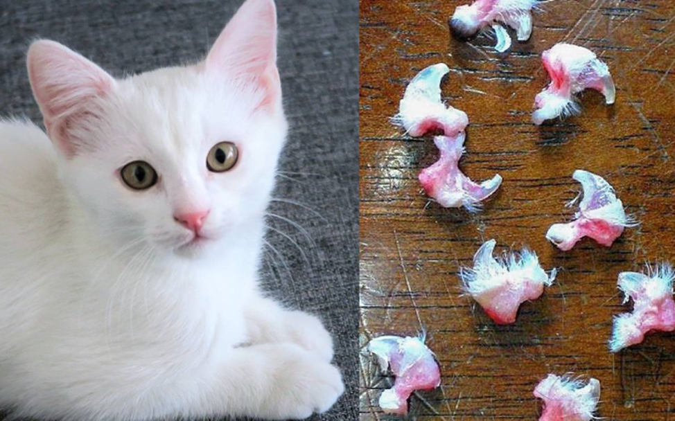 Удаление когтей у кошек. Почему ветеринары отказываются его делать ...