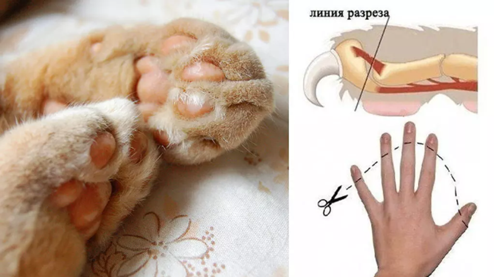 File:Cat claw closeup.jpg - Wikipedia