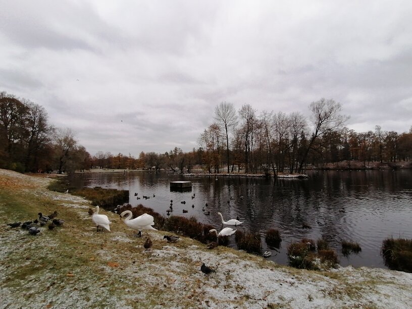 Берег Белого озера в Гатчинском парке
