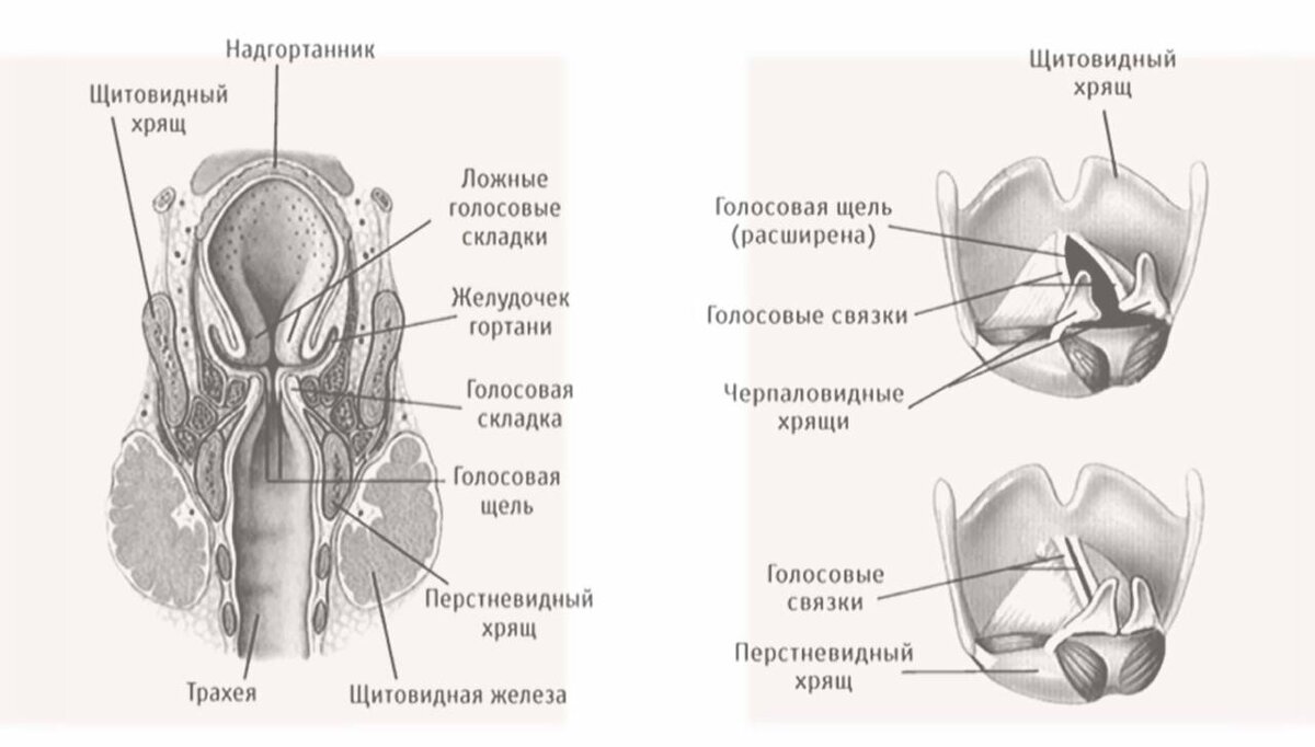 Голосовые связки