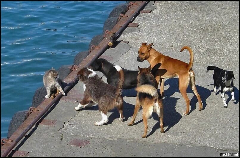 Из открытых источников Янднкса.