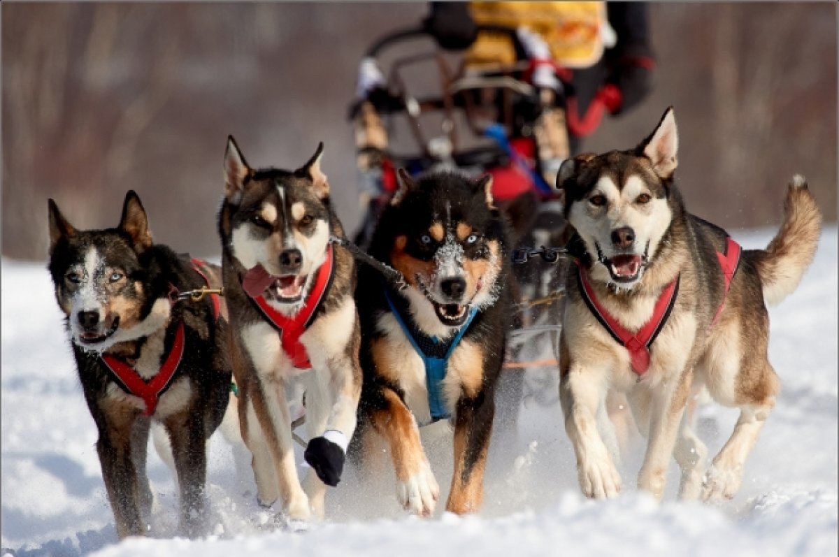    На Камчатке гонка «Берингия. Авача» может получить статус международной