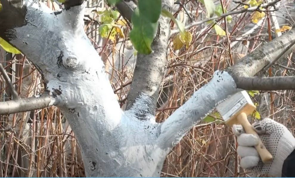 Осенняя побелка в саду