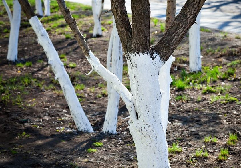 Побелка известью