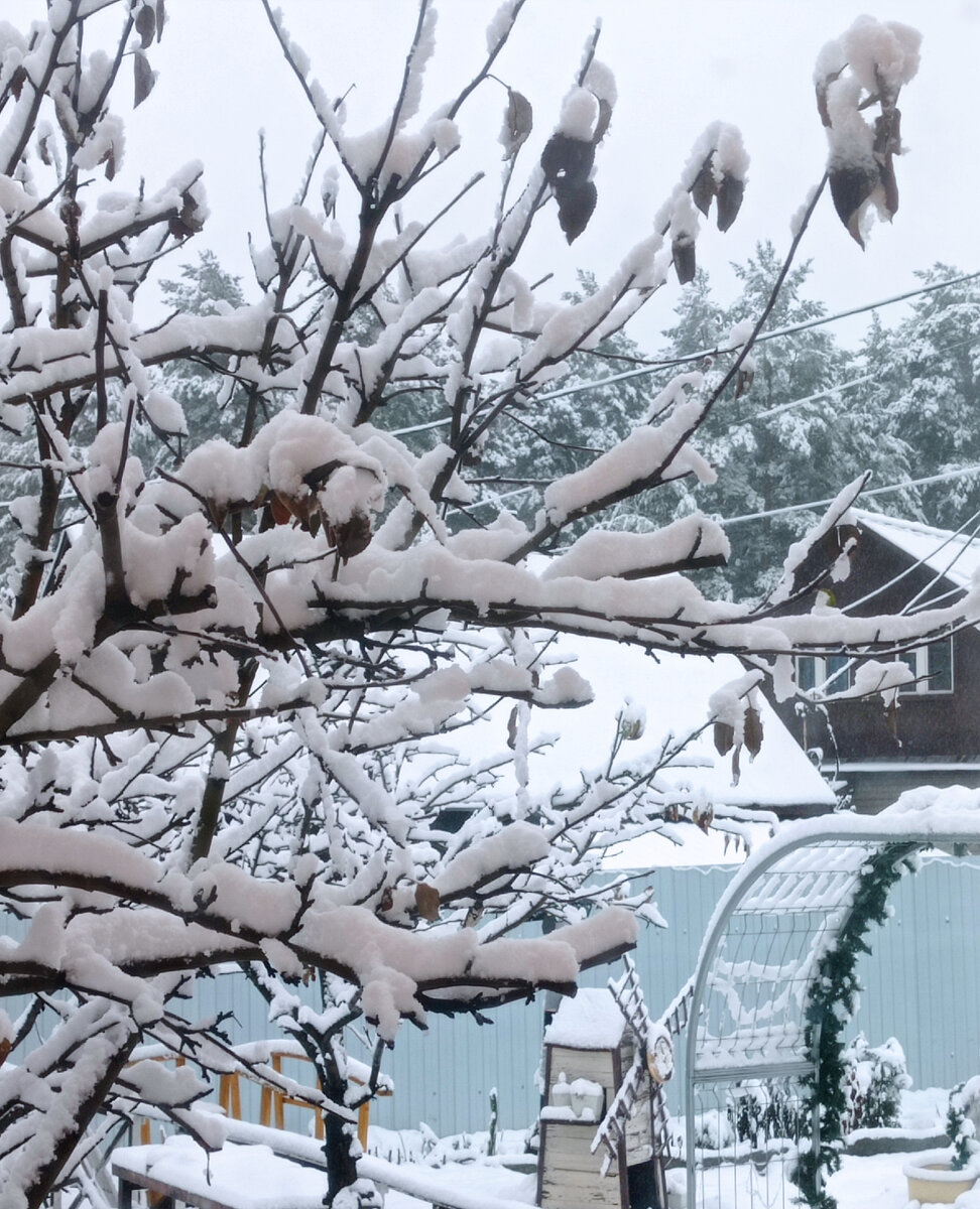 Смотрю в окно утром,а там зимняя сказка