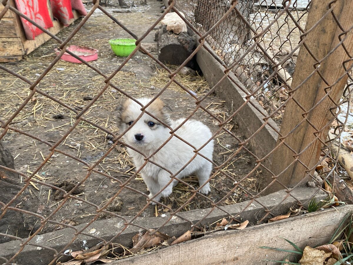 щенок из "Детского сада"