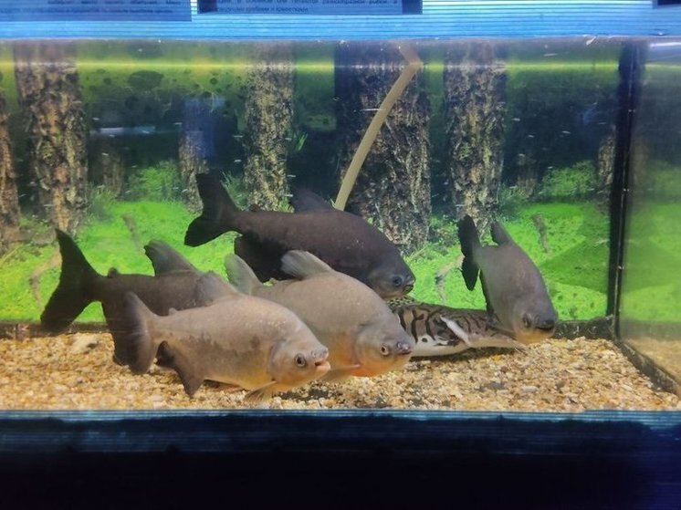     Фото: пресс-служба управления Россельхознадзора по Омской области