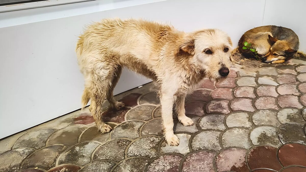     В Пестречинском районе Татарстана собираются выделить свыше полутора миллиона рублей на обращение с животными без владельцев. Соответствующий тендер опубликовали на сайте госзакупок.