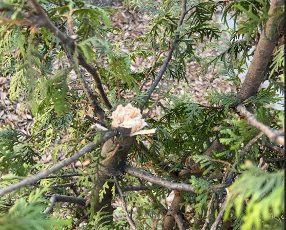 Туи во Владивостоке поломали вандалы