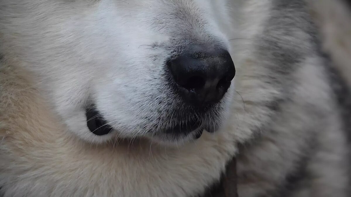     На месте работали сотрудники полиции и бригада скорой помощи, сообщают петрозаводские СМИ.