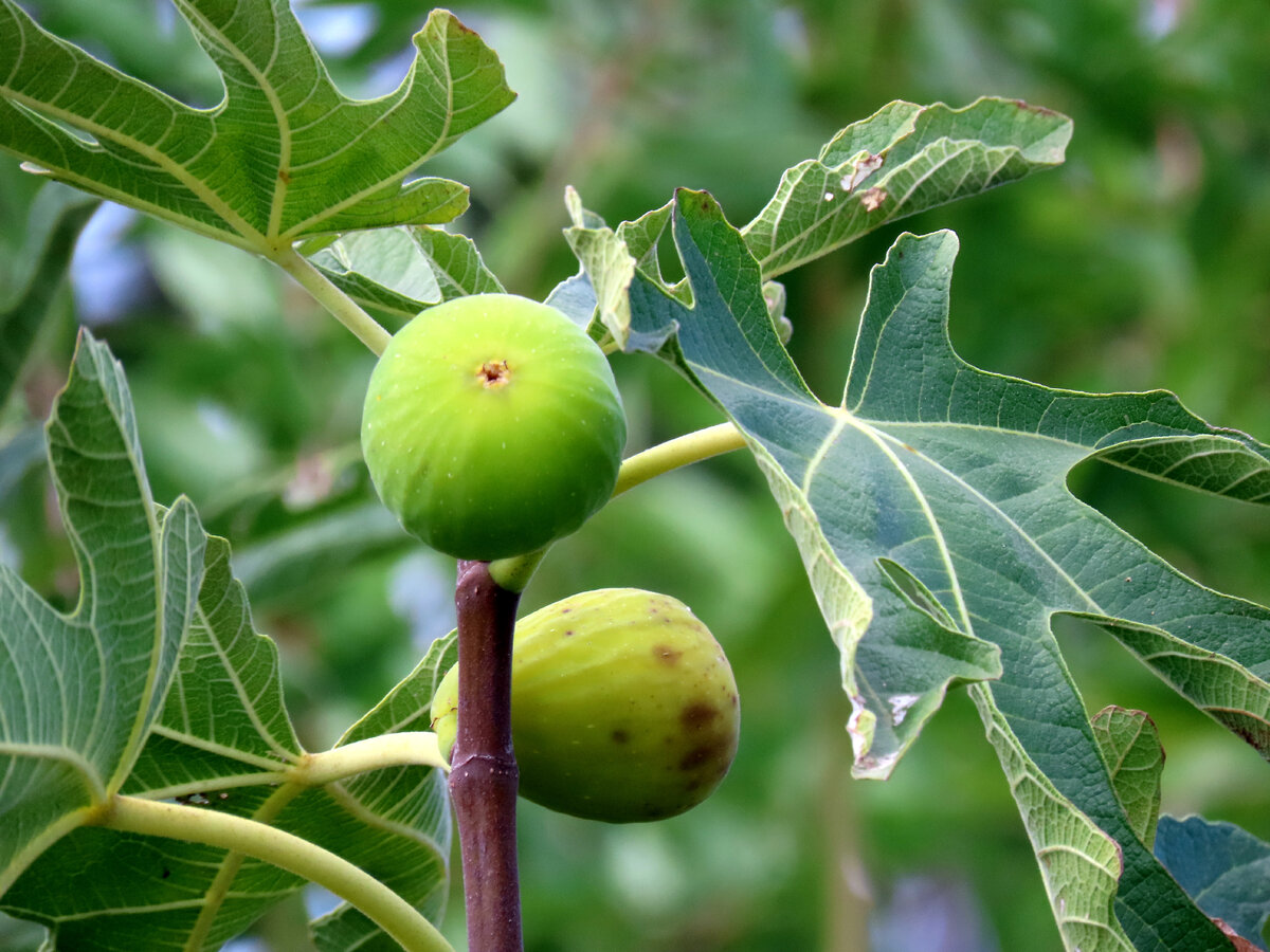 Как выглядят цветы инжира MFG 2013: Introduction to a Common Fig Tree When to Pick a Fig YouTube