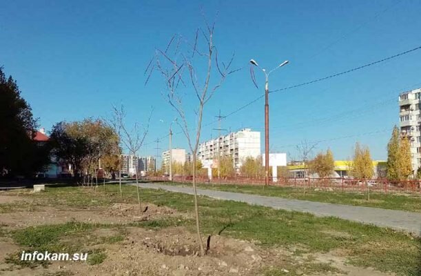    Катальпа прекрасная (пешеходная зона улицы Базарова)