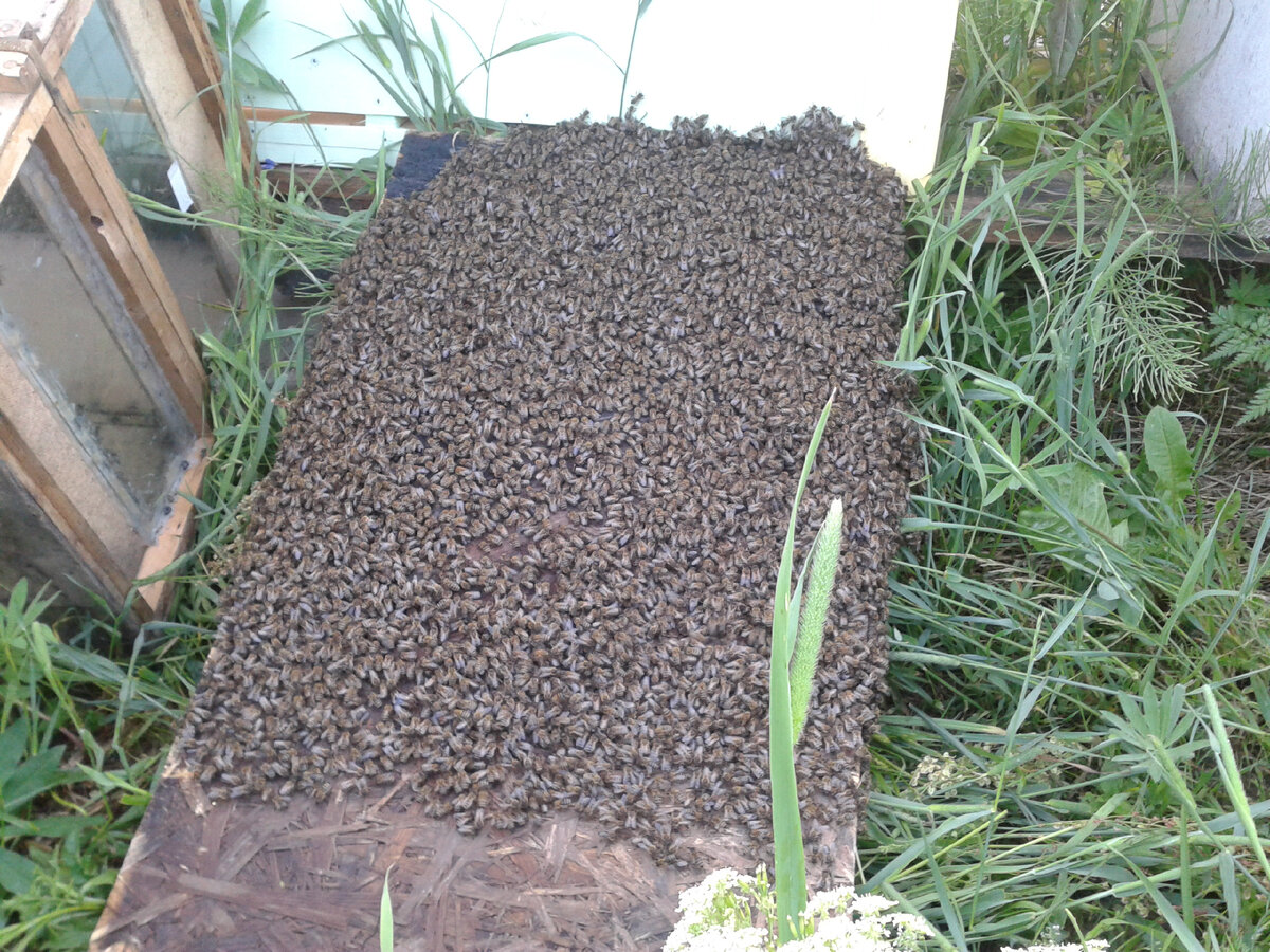 Все новости - Новости пчеловодства - Пчеловодство: оборудование и инвентарь.