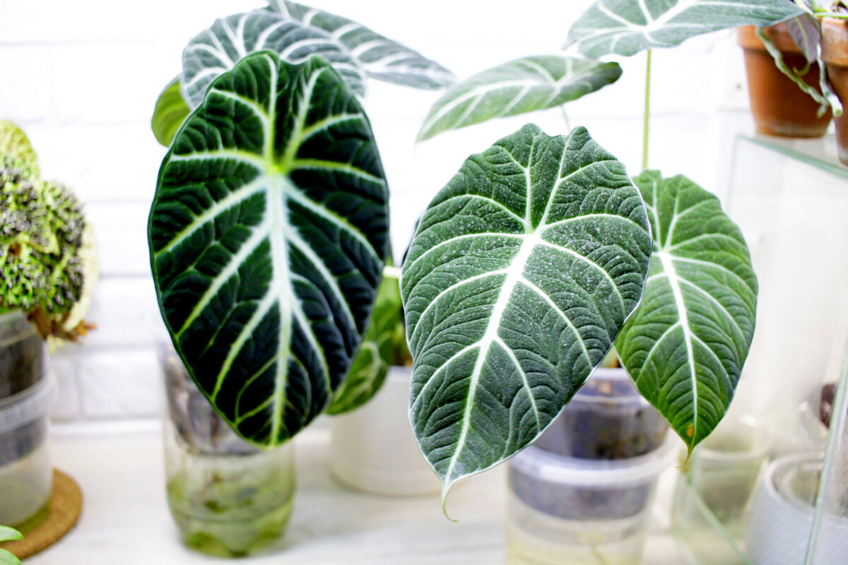 По порядку алоказия Ninja и следующая Black Velvet