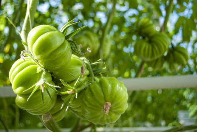   Фото из архива Калининград.Ru