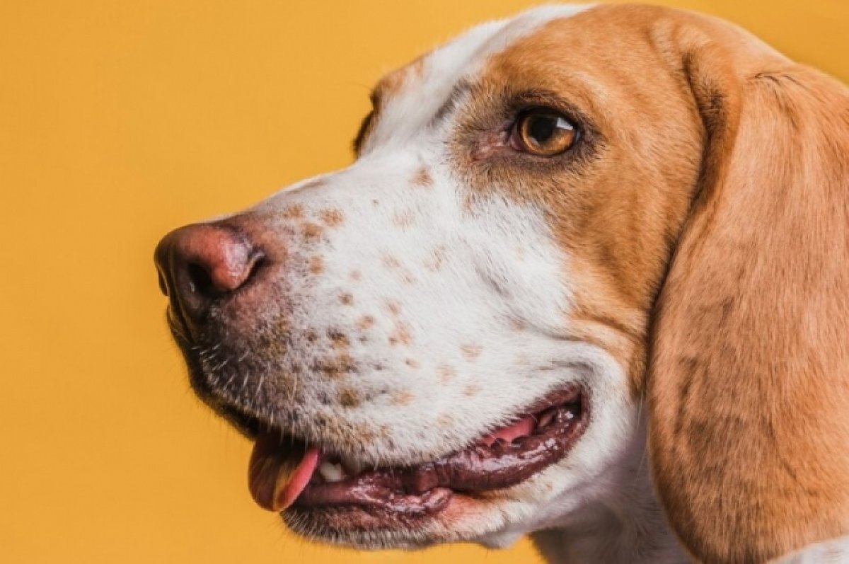    В Сочи перенесли открытие приюта для животных на 2024 год