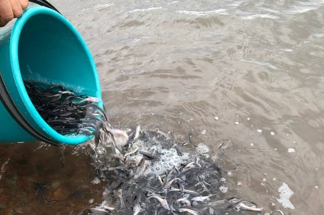    Почему в сурское водохранилище заселяют именно толстолобика и стерлядь?