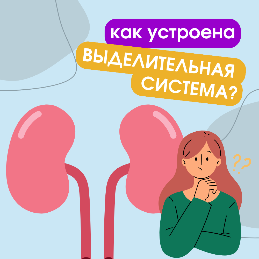 Как устроена выделительная система человека?