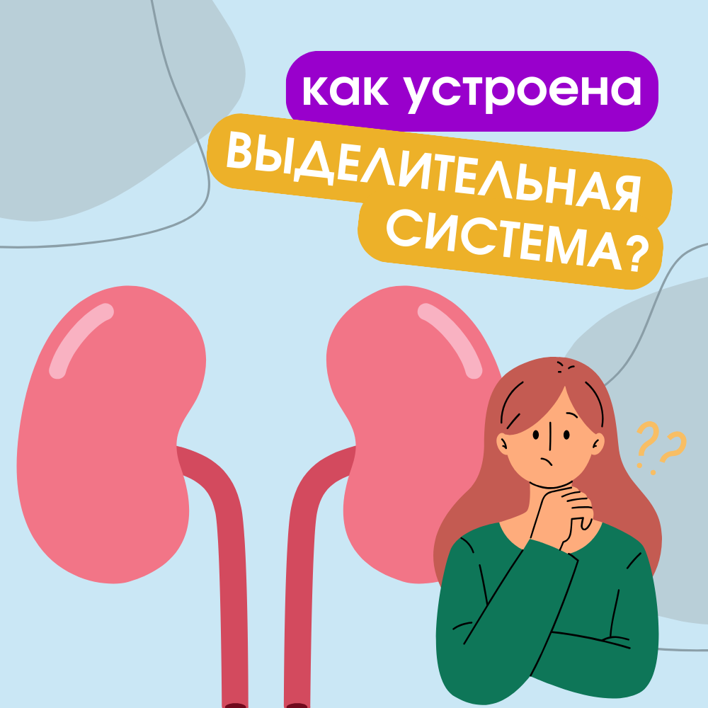 Как устроена выделительная система человека? | Биология с Марией Семочкиной  | Дзен