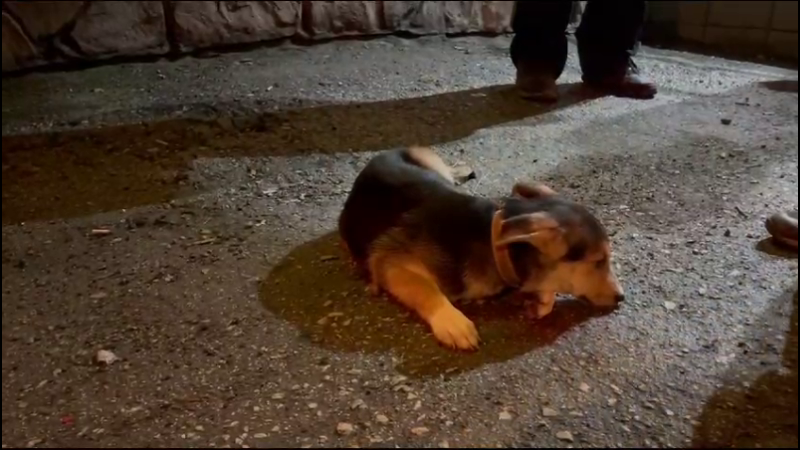 Щенок лежит под окнами дома