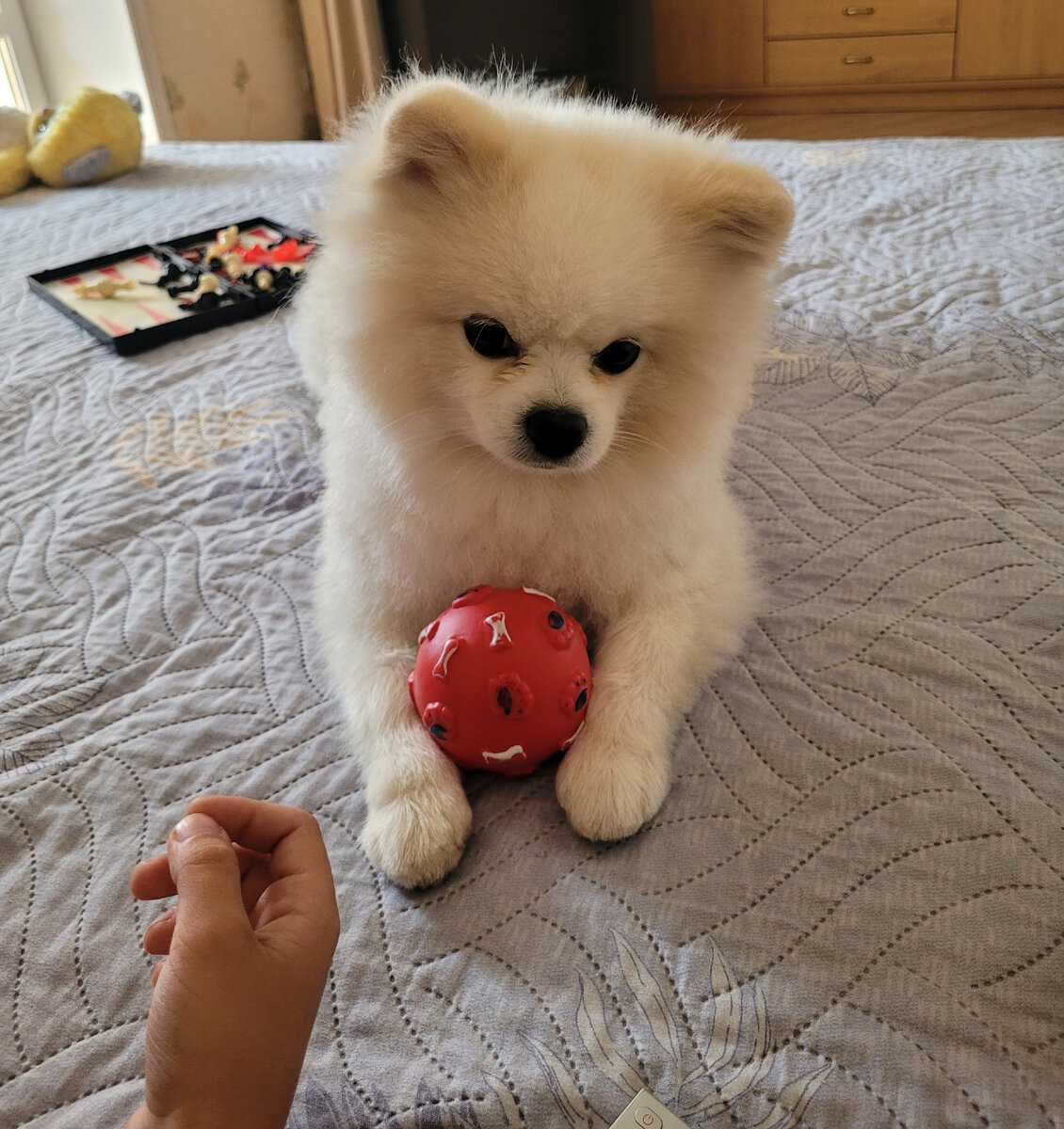 Наш Марсик. Очень любит проводить с нами время на диване.