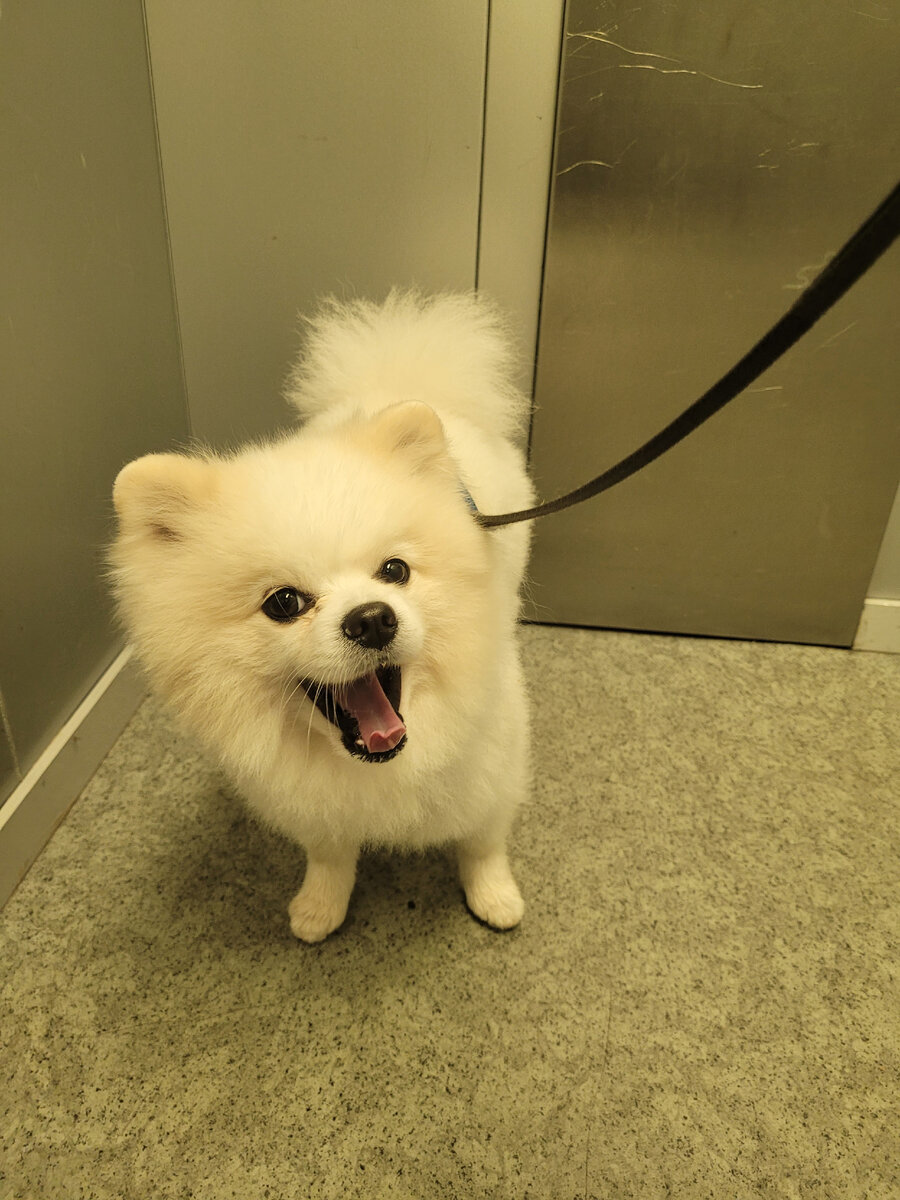 Едем на прогулку.